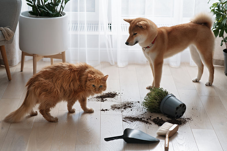 Pets and Plants Rekker's